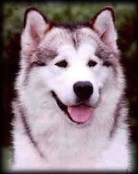 We have three beautiful beauceron and alaskan malamute mixed puppies for sale. Terrapin Registered Alaskan Malamutes