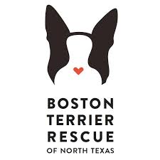 Boston terrier breeders circle j?s boston terriers , boston terrier breeder, offers boston terrier puppies for sale. Pets For Adoption At Boston Terrier Rescue Of North Texas In Plano Tx Petfinder