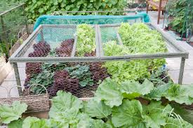 At edge wholesale direct, we provide a wide variety of fencing solutions across bc and alberta. What Is Chicken Wire And How Is It Used