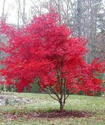 6 Small Trees For Small Yards Small Landscape Trees Trees For Small Yards Small Trees For Landscaping