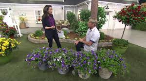 Cottage Farms 4 Piece Night Sky Petunia Collection On Qvc Youtube