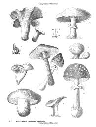Amazon Com Plants 2 400 Royalty Free Illustrations Of Flowers Trees Fruits And Vegetables Dover Pictor Free Illustrations Flower Illustration Illustration