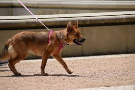 If, for example, your dog is constantly barking, the best course of action would be to interrupt and then distract them with a toy or game and then follow up with praise once settled and no longer barking. 2. Help My Puppy Barks At Dogs Or People On Walks Pethelpful