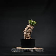 Image result for Euphorbia mlanjeana