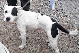 A second chance puppies and kittens rescue web site at rescuegroups. A Second Chance Pet Of The Week Times Gazette