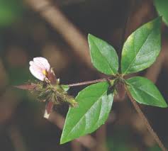 Image result for Blepharis