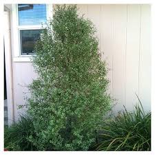 Image result for Pittosporum tenuifolium