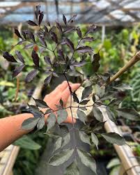 Image result for Leea guineensis