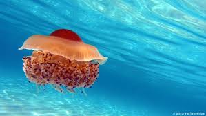 'sea snot' suffocating turkish coasts. Bioluminescence Why Plankton Glows Conservation Dw 16 08 2017