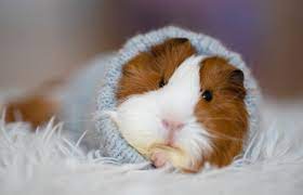 What Are The Common Signs Of A Guinea Pig Dying Lovetoknow