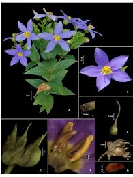 Image result for Exacum