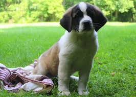 Saint bernard puppy for sale near michigan, gr blanc, usa. Saint Bernard Mix Puppies For Sale Greenfield Puppies
