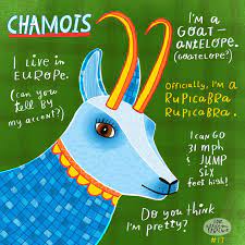 17 100 A Goat Antelope Which I Never Knew Existed It S Called A Chamois I Can T Believe Siri Knew Ho Animal Illustration Art Book Illustration Illustration