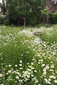 How To Create A Beautiful Mini Meadow Garden The Middle Sized Garden Plants For Small Gardens Small Gardens Meadow Garden