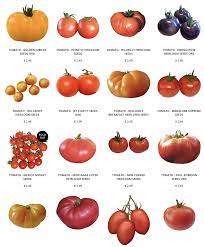 Fantasio tomato hybrid, red, globe, (8 ounces) resistance: Best 2021 Tomato Seeds Heirloom Tomato Seeds Organic Seeds Heirloom Tomatoes