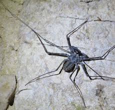 We did not find results for: Tailless Whipscorpion From Mexico What S That Bug