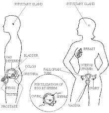Male And Female Reproductive Health Hazards In The Workplace