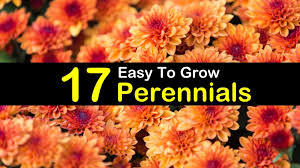 There are 4776 perennial flower for sale on etsy, and they cost ca$5.36 on average. 17 Easy To Grow Perennials