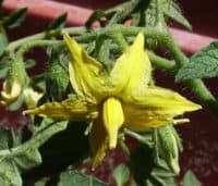 It protects the flower bud before it opens. Tomato Flowers Breaking Off How To Stop It Greenupside