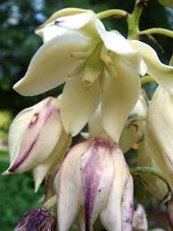 Some form flowers along the cactus ribs or warts. Yucca Aloifolia Wikipedia