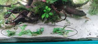 Image result for Floscopa glomerata