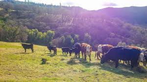 Anderson, in encyclopedia of soils in the environment, 2005. Livestock Management On Rangelands Uc Oaks