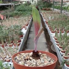 Image result for Eriospermum mackenii