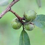 Image result for Diospyros kirkii