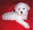 American Maltese Association Rescue