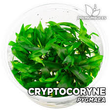 Cryptocoryne pygmaea, dwarf crypt, comes from the philippines. Cryptocoryne Pygmaea Premium Buces