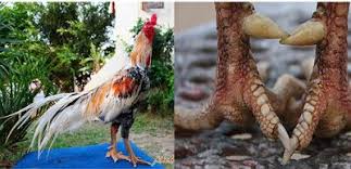 Ayam bangkok vs saigon pukul mati : Cara Memilih Ayam Jalon Pukul Ko Ayam Bangkok Aduan Ayam Bangkok Hobi