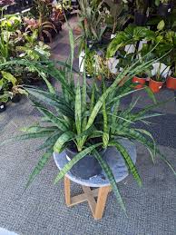 Image result for Sansevieria dooneri