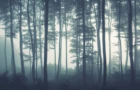 Trees are an important part of our world. Fototapete Meer Aus Baumen Hovia De
