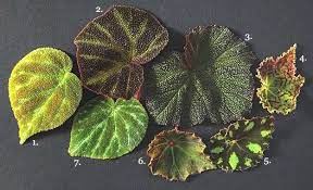 Best Begonia Varieties And Care Information Garden Design Foliage Plants Begonia Shade Garden Design