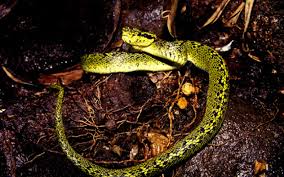 Image result for Bothriocline emilioides