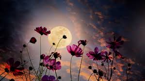 May's Full Moon: Flower Moon