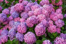 Get the best deal for bush hydrangea purple floral décor from the largest online selection at ebay.com. How To Use Smart Soil Science To Colour Your Hydrangea Bush New Scientist