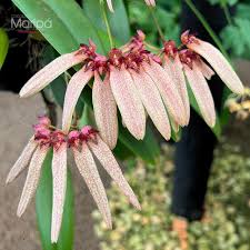 Image result for Bulbophyllum longiflorum