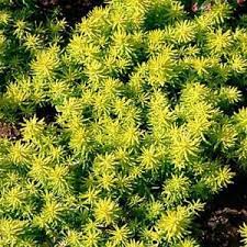 Onlineplantcenter 1 Gal Angelina Stonecrop Sedum Plant S12213 At The Home Depot Sedum Plant Sedum Plants