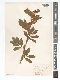 Image result for Humularia