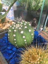 5 things furry and fun. A Black Fluffy Thing Has Grown On My Cactus Cactus
