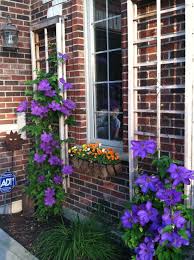 This is part of the complete clematis care guide with tips on planting, propagation, fertilizing, and more. Clematis By My Side Front Window Clematis Windowbox Flowers Garden Area