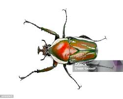 Image result for Macrotyloma africanum