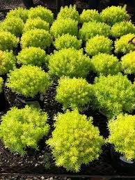 You will marvel at the clear, crisp green of these large, perfectly rounded flowers. Facebook