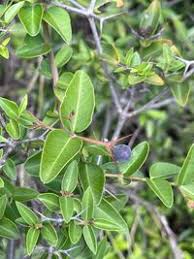 Image result for Carissa tetramera