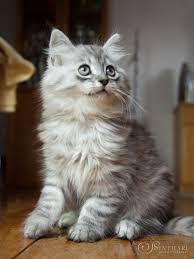Deutsch Langhaar Katzchen Kiwai Deutsch Langhaar Katze Katzen Wilde Tiere