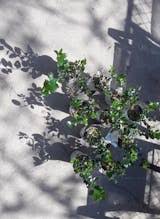 Ilex Castle Wall® (Blue Holly) 11X7