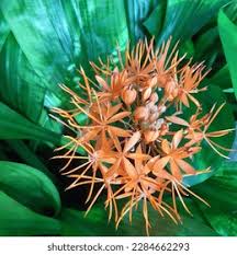 Image result for Scadoxus cinnabarinus