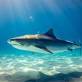 Tiger shark video thumbnail