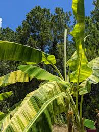 The second picture in the ad shows a range of typical sizes that we ship. Xl Variegated Blue Java Ice Cream Banana Tree Musa Sp Urban Tropicals